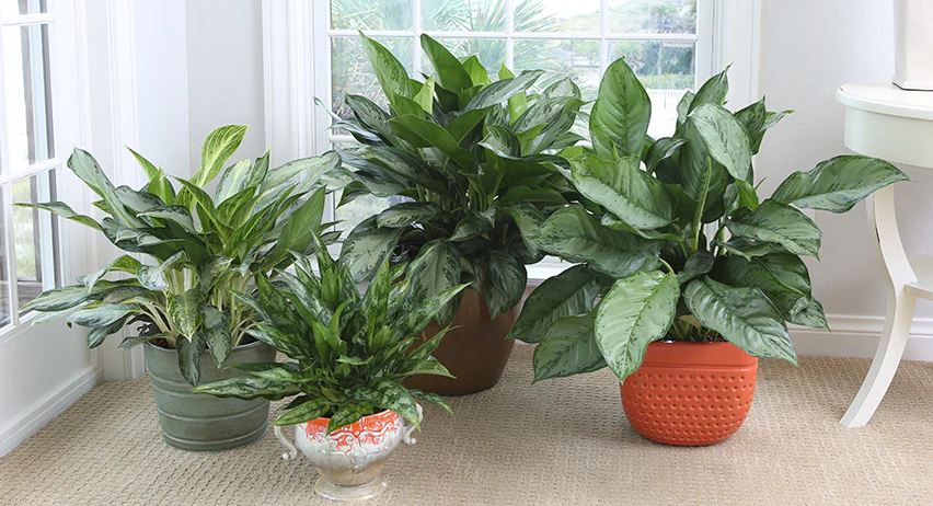 Low-light plants that need little water