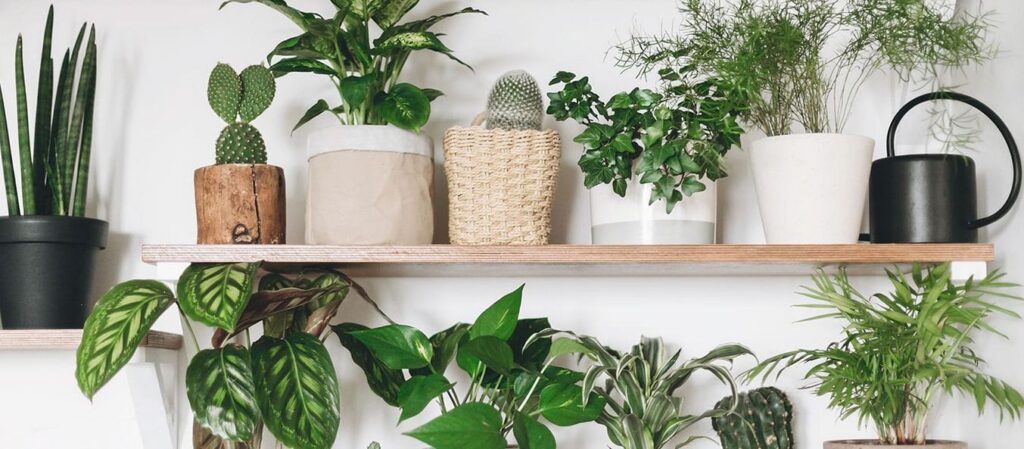 Indoor Plants for Low-Light Apartments