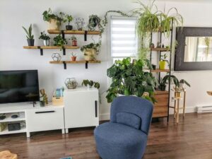 Easy-care Low-light Indoor Plants