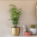 Non-toxic indoor plants for low light