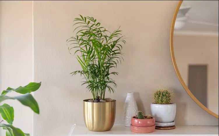 Non-toxic indoor plants for low light