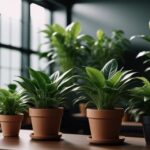 Keep plants alive in low light