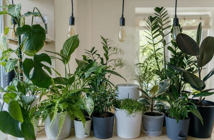 Low Light Indoor Plants for Small Apartments