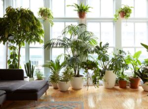 Low-light Indoor Plants for Apartments