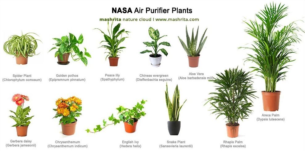 Low-light plants for air purification