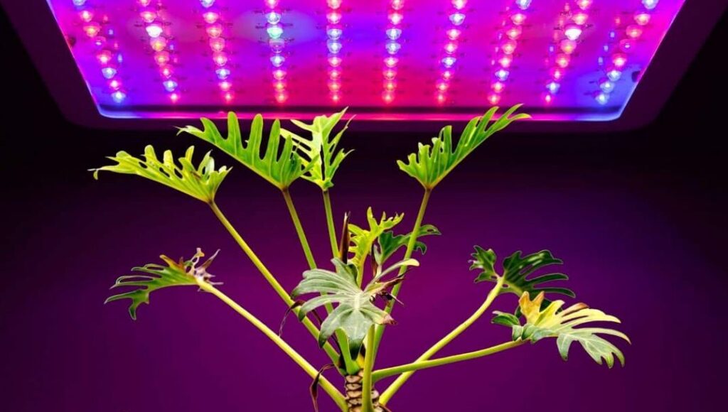 Indoor plants that grow without sunlight