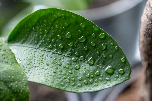 Keep plants alive in low light