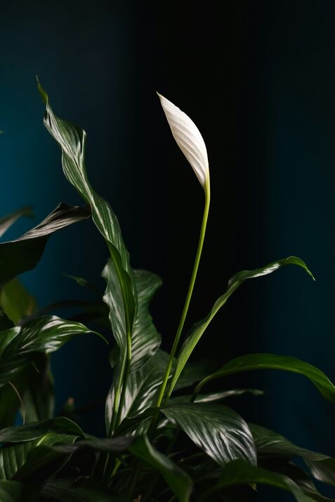 peace lily plant