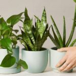 indoor plants that grow without sunlight