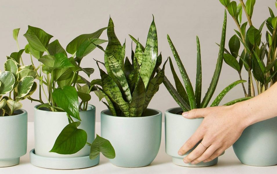 indoor plants that grow without sunlight