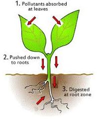 Low-light plants for air purification