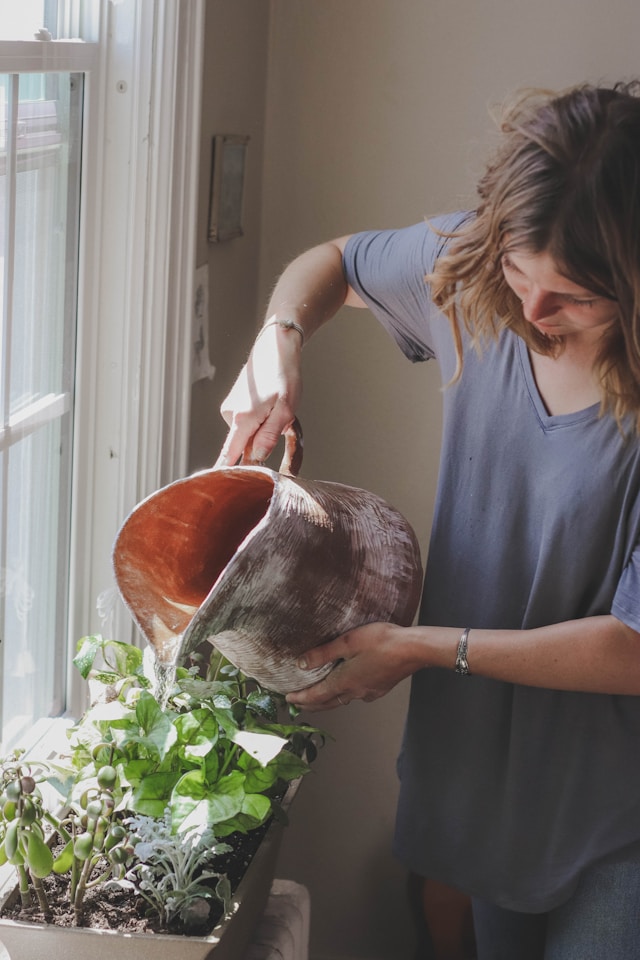 Keep plants alive in low light