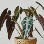 Exotic Philodendron types