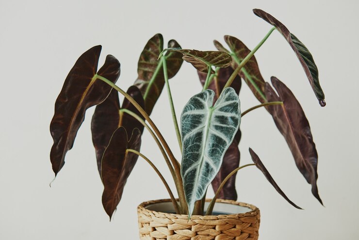 Exotic Philodendron types