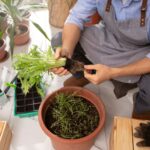 How to Set Up a Smart Herb Garden