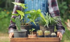 Best Plants for Beginners