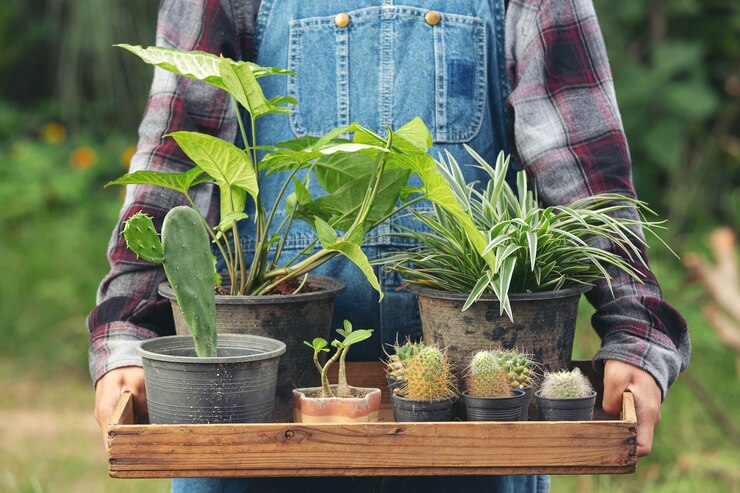 Best Plants for Beginners